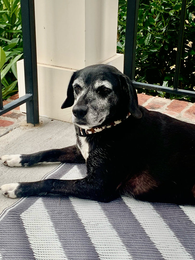 5 Senior Dog Mobility Changes to Discuss With Your Vet